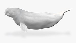 3D Beluga Whale