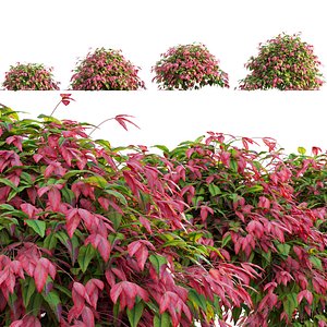 Nandina Domestica Pygmaea - Dwarf Sacred Bamboo 3D