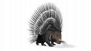 3D model Porcupine -Animated