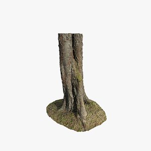 Anydrafts Betula albosinensis Trunk 05 model