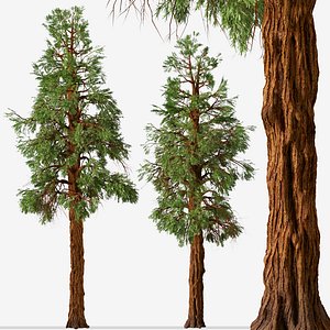 3D Set of Giant Redwood or Boxing Tree model