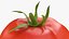 3D model Tomato