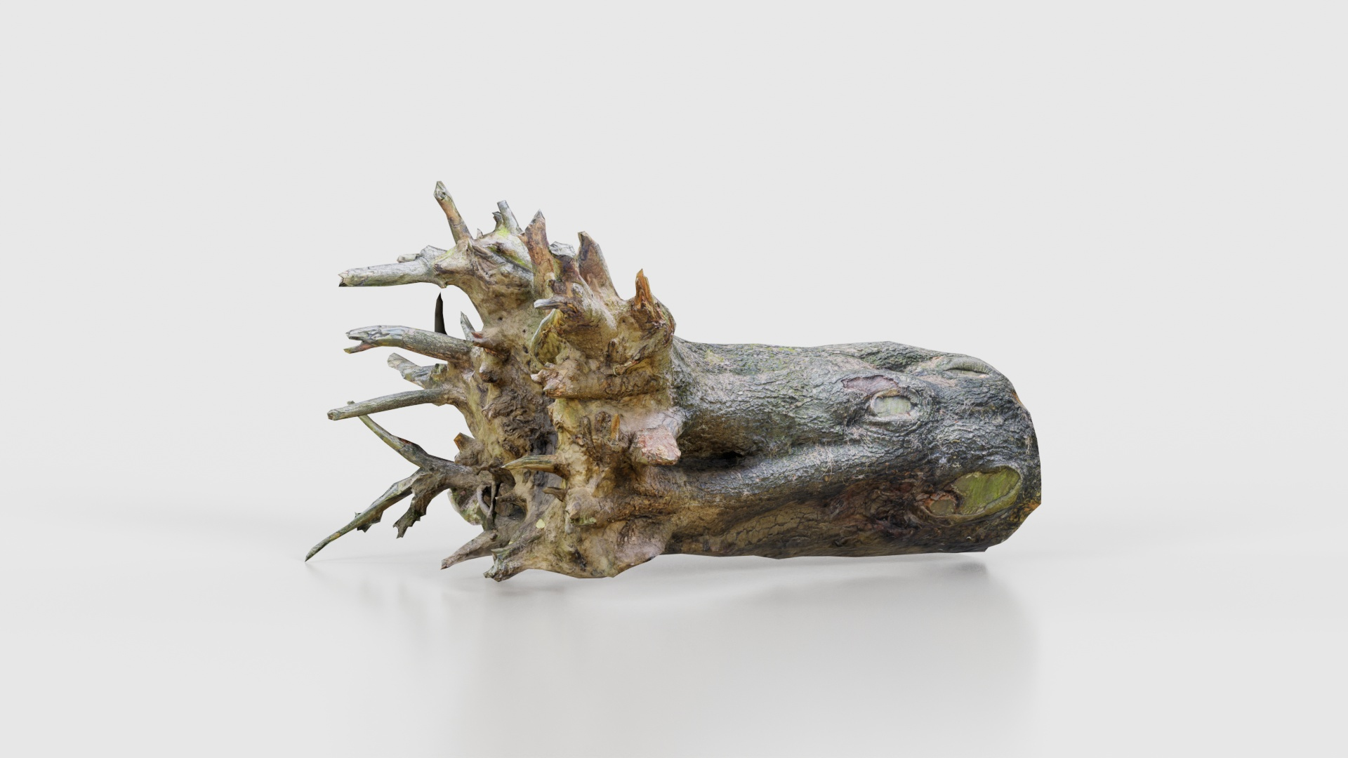 3D model Fallen Tree Stump Roots Remastered https://p.turbosquid.com/ts-thumb/cR/B620yH/As/fallen_tree_stump_roots_z_turntable/jpg/1740409604/1920x1080/turn_fit_q99/a317bd104485defeaabb6d296d7af1f054c87760/fallen_tree_stump_roots_z_turntable-1.jpg