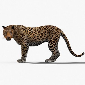 leopard rigged cat max