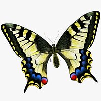 Machaon