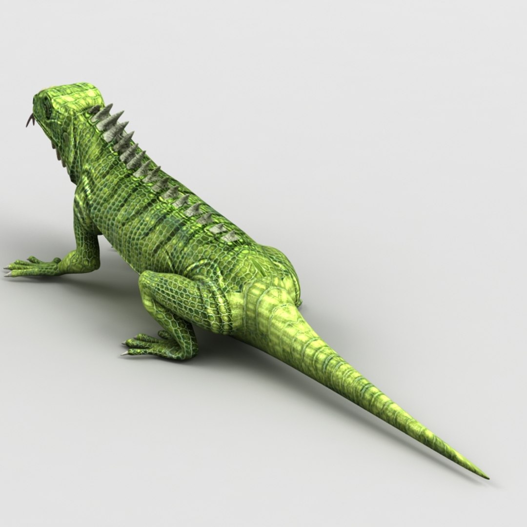 Iguana Lizard 3d Max
