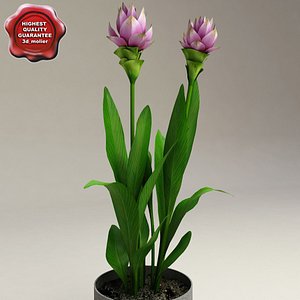 curcuma alismatifolia siam tulip 3d model