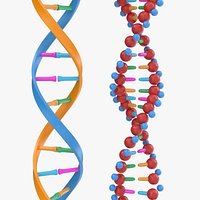 Dna Strand Set