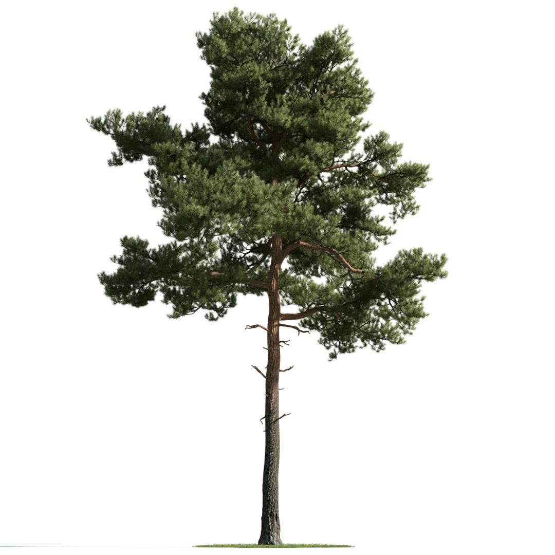 Сосна на прозрачном фоне. Evermotion Pinus pinea. Крона сосен сбоку. Сосна без фона. Деревья для фотошопа сосны.