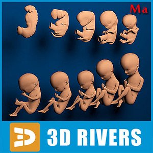human embryo development 3d model