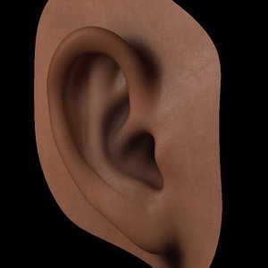 Realistic Human Ear
