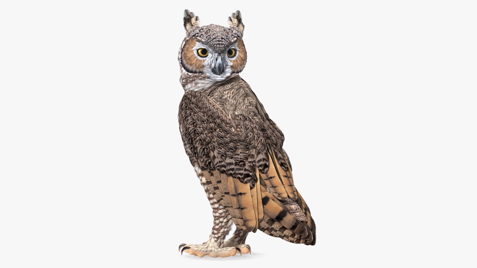 Great Horned Owl T-Pose 3D, Incl. animal & bird - Envato Elements