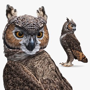 Great Horned Owl Standing Pose