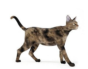 Cats collection 3D model