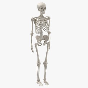 3D human woman skeleton bones model
