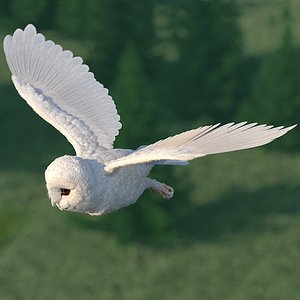White Barn Owl Rigged for Cinema 4D