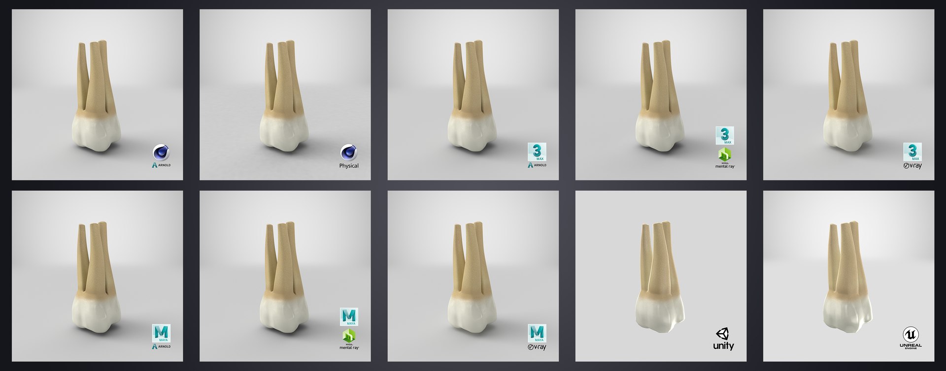 upper human teeths dentition 3D model https://p.turbosquid.com/ts-thumb/cS/8oQgBf/ErpQa62f/upperfirstmolar_stem_render/jpg/1586881856/1920x1080/fit_q87/5303d509f3cb4548de95b1ded041a988ea0423c3/upperfirstmolar_stem_render.jpg