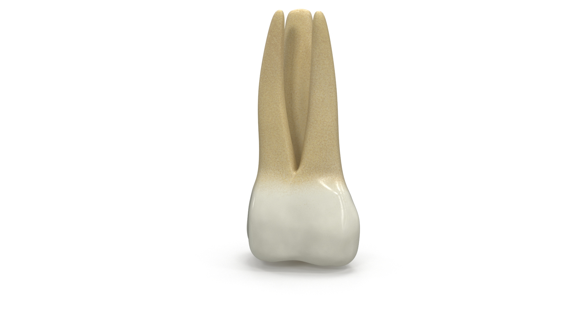 upper human teeths dentition 3D model https://p.turbosquid.com/ts-thumb/cS/8oQgBf/GoQVGvns/uppersecondmolar_turn_color/jpg/1586882453/1920x1080/turn_fit_q99/9113d6fe4cbb87dce7e28943bdcdee36e96618be/uppersecondmolar_turn_color-1.jpg