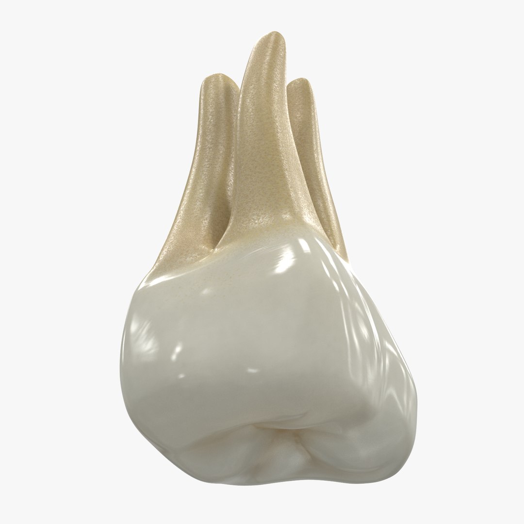 upper human teeths dentition 3D model https://p.turbosquid.com/ts-thumb/cS/8oQgBf/Rmcz97Rd/signature/jpg/1586882386/1920x1080/fit_q87/7cb07cdf853c732c361820be277221c3f23df1e9/signature.jpg