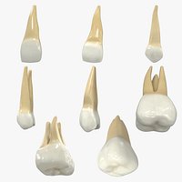 Realistic Human Upper Permanent Teeth Collection