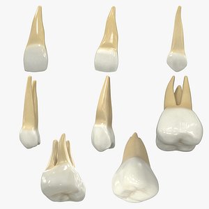 Realistic Human Upper Permanent Teeth Collection
