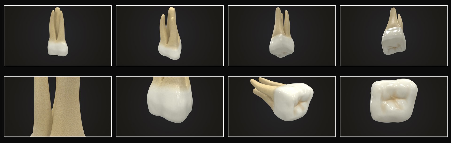upper human teeths dentition 3D model https://p.turbosquid.com/ts-thumb/cS/8oQgBf/WUrb5MFN/uppersecondmolar_pres_color/jpg/1586883017/1920x1080/fit_q87/353d8389df3ed0e0741f7ee368b4d20298e2453c/uppersecondmolar_pres_color.jpg