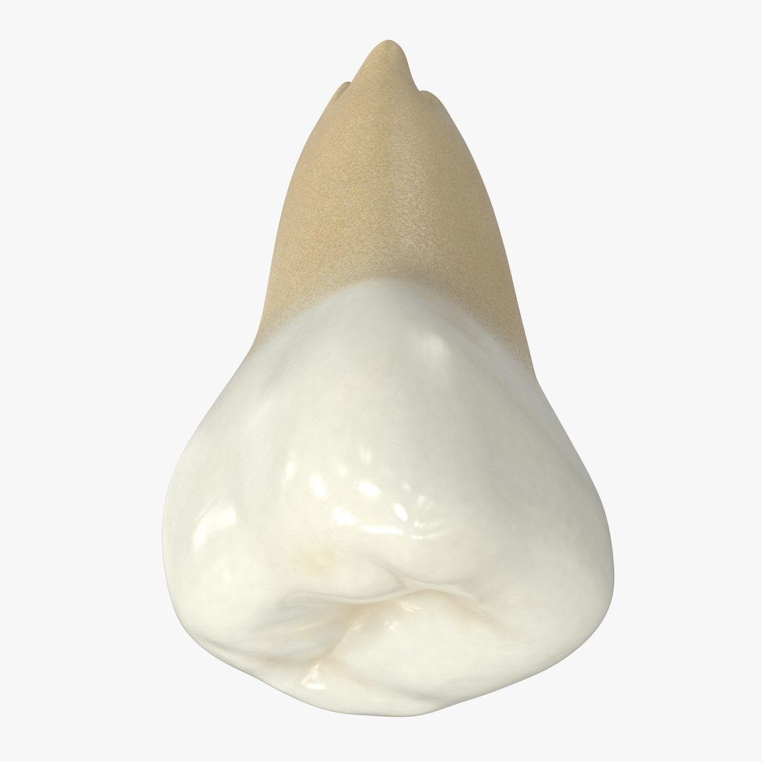 upper human teeths dentition 3D model https://p.turbosquid.com/ts-thumb/cS/8oQgBf/ZGly80hS/signature/jpg/1586888439/1920x1080/fit_q87/ee4051df00ebc4923f890218c593273129b5ab07/signature.jpg