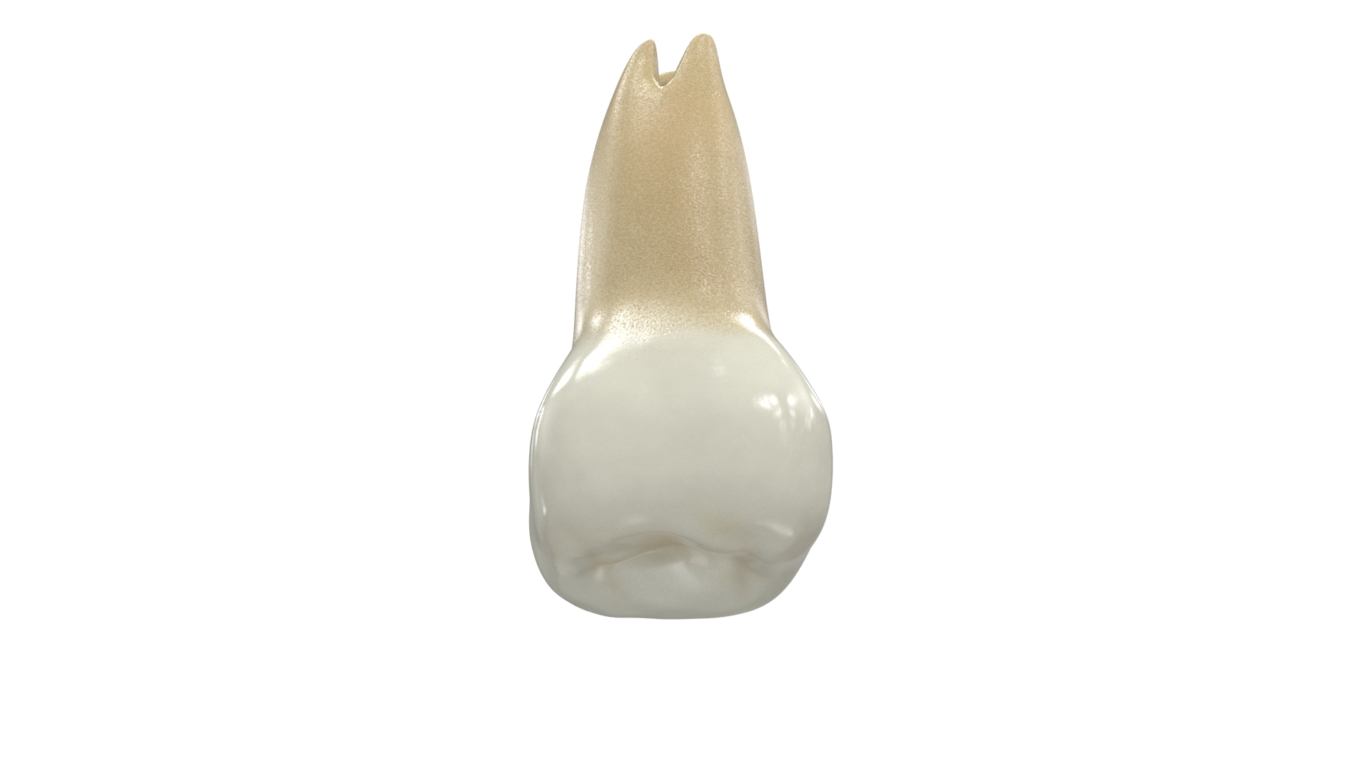 upper human teeths dentition 3D model https://p.turbosquid.com/ts-thumb/cS/8oQgBf/aRSBXmGe/thirdmolarwisdom_color_turn/jpg/1586888452/1920x1080/turn_fit_q99/49ea0c3aff33277ebb1e6927cdf593d4b0bb3cf7/thirdmolarwisdom_color_turn-1.jpg