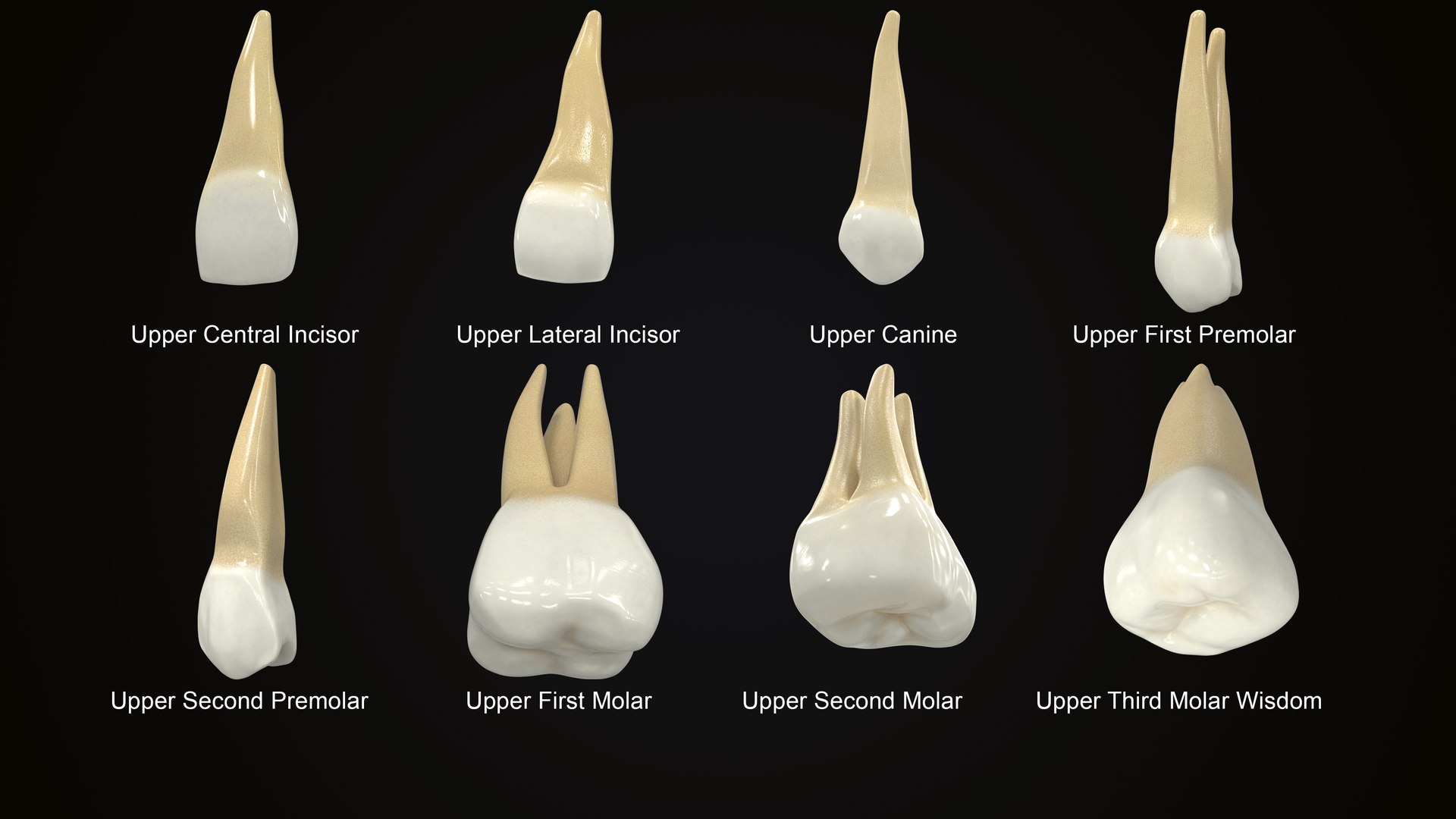 upper human teeths dentition 3D model https://p.turbosquid.com/ts-thumb/cS/8oQgBf/i2KCPFhZ/contextsignature/jpg/1586707330/1920x1080/fit_q87/1fc6b93b3098ec026c90f5af1949d6b54f7900f7/contextsignature.jpg
