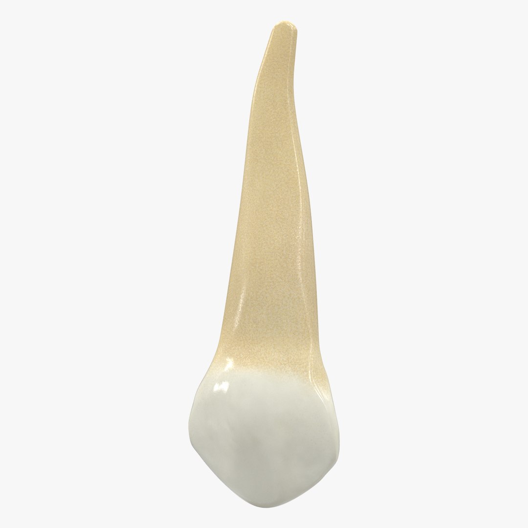 upper human teeths dentition 3D model https://p.turbosquid.com/ts-thumb/cS/8oQgBf/rf8kPt6x/signature/jpg/1586878397/1920x1080/fit_q87/4a11067a60809396b8e871d680d41ef4ac4a6155/signature.jpg