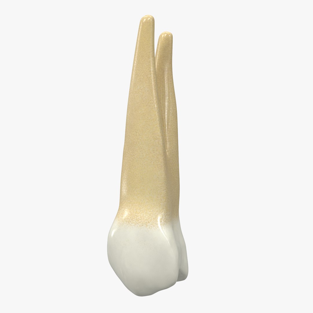 upper human teeths dentition 3D model https://p.turbosquid.com/ts-thumb/cS/8oQgBf/v5DVnTfL/signature/jpg/1586879476/1920x1080/fit_q87/dc98feda69b5a864d222b1c6a061d1e49e711683/signature.jpg
