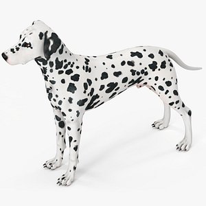 Spotted Dalmatian Dog Rigged for Maya