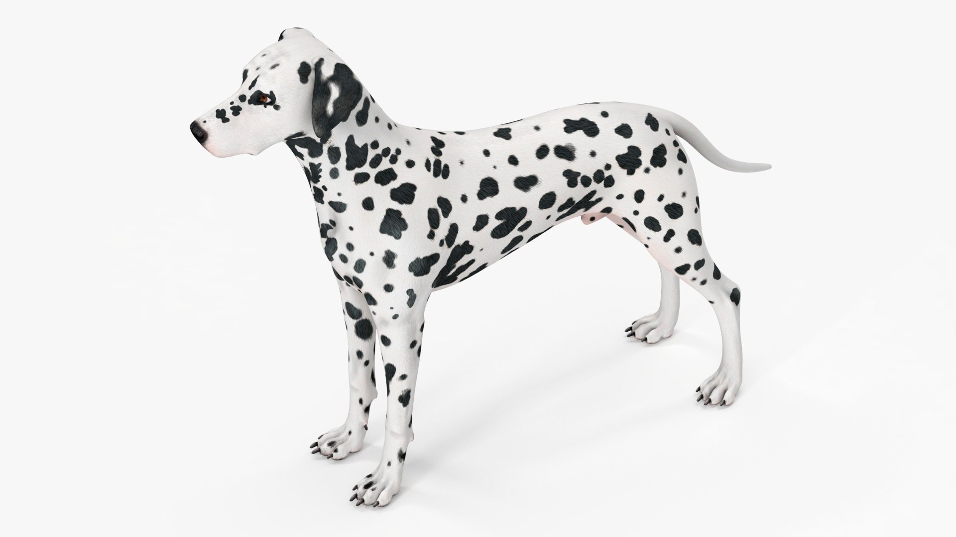 Spotted Dalmatian Dog Rigged for Maya 3D model preview