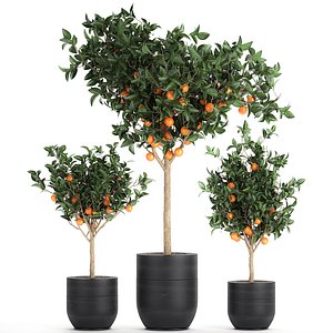 Orange tree for the interior in black pot 717