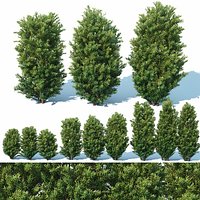Taxus Baccata # 7 Three sizes 65-130 cm