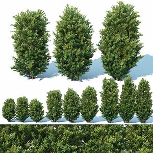 Taxus Baccata # 7 Three sizes 65-130 cm