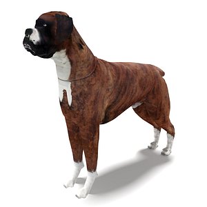 3D model boxer dog