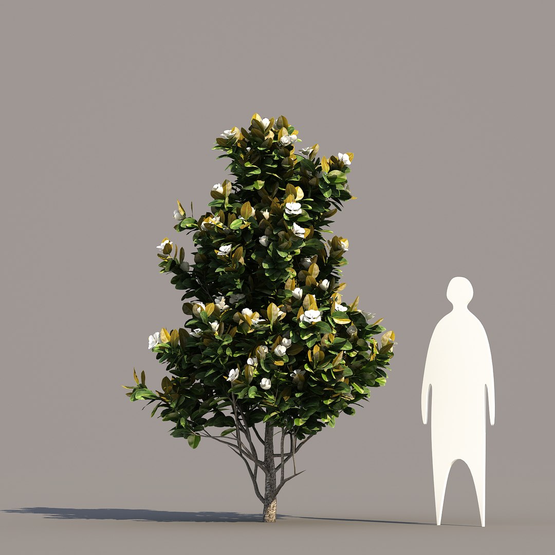 3 10 Tree Max