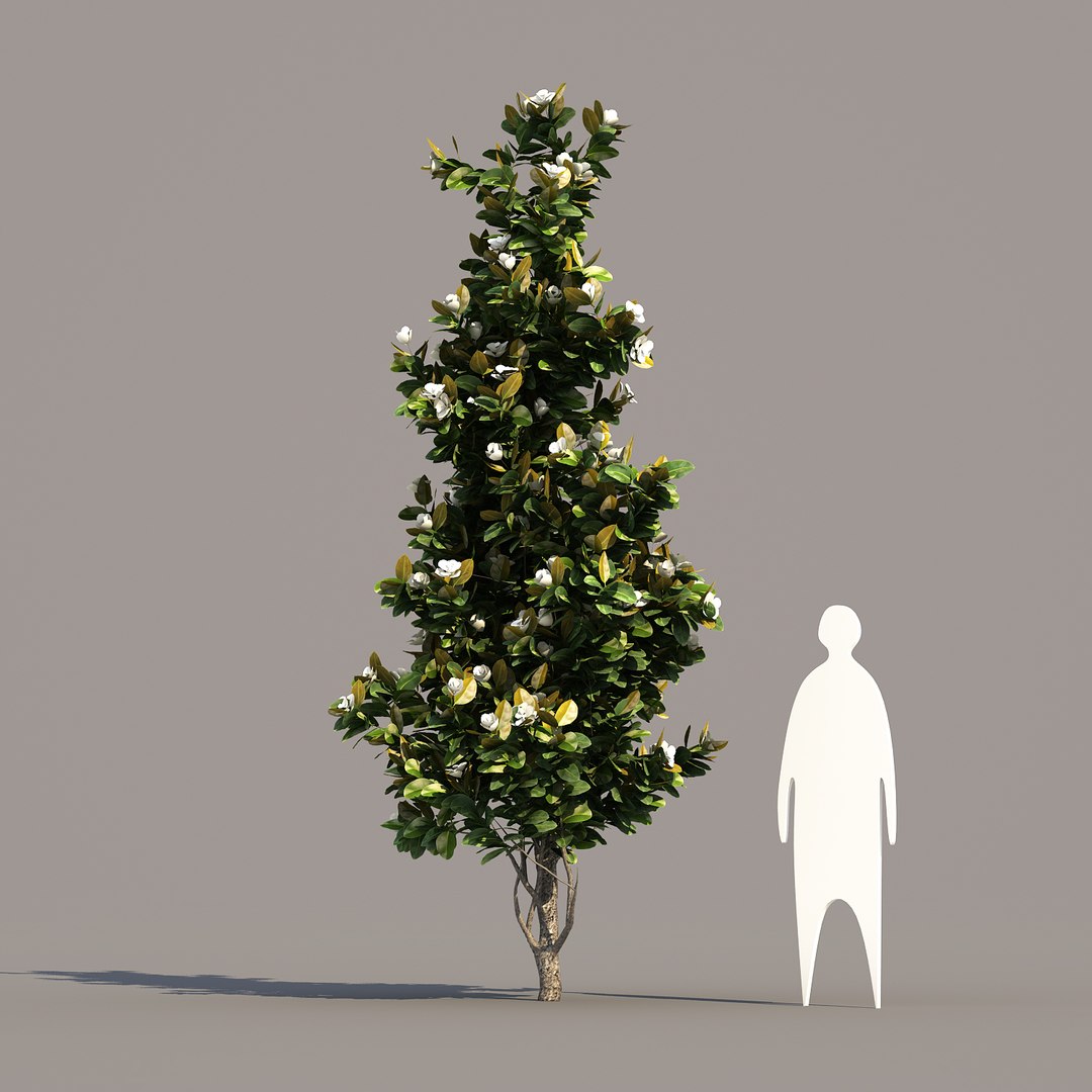 3 10 Tree Max