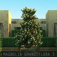 10 Magnolia grandiflora 3