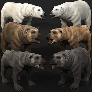 3D grizzly bear black polar model