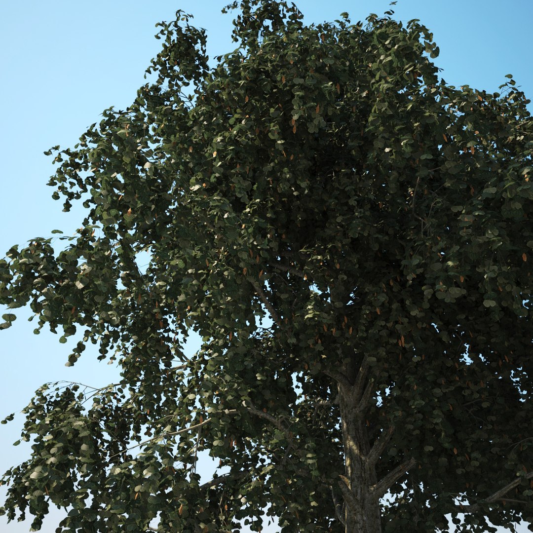 3dsmax linden lime tree