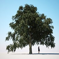 HQ-Vegetation - Linden Tree