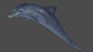 3D dolphin animations model