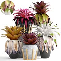 Tropical plant shrubs Bromelia