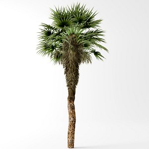 chinese palm 3D