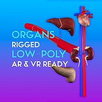 3D Organ Pack LOW-POLY