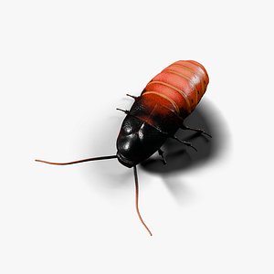 Cockroach insect 3D Model 3D