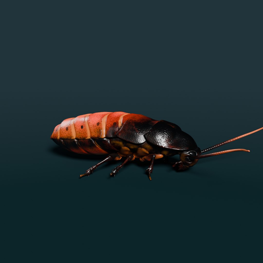 Cockroach Insect 3D Model 3D - TurboSquid 2337906