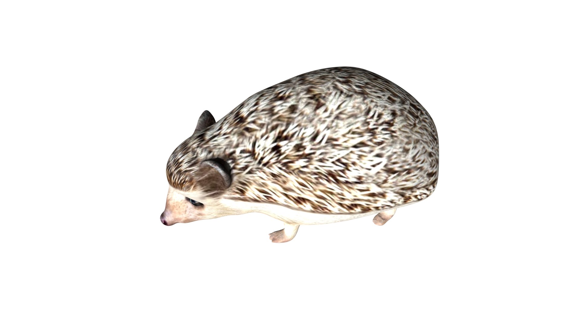 Realistic Fully rigged low poly Hedgehog model https://p.turbosquid.com/ts-thumb/cT/6lfWAq/0v/a3/jpg/1625979050/1920x1080/fit_q87/b868f842ea695c97c55e1c4cb167384d858984d3/a3.jpg